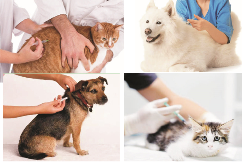 Cat Animal Microchip Injector Application Cat Animal Microchip Injector Application