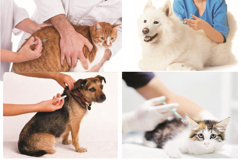 Cat Animal Microchip Injector Application 